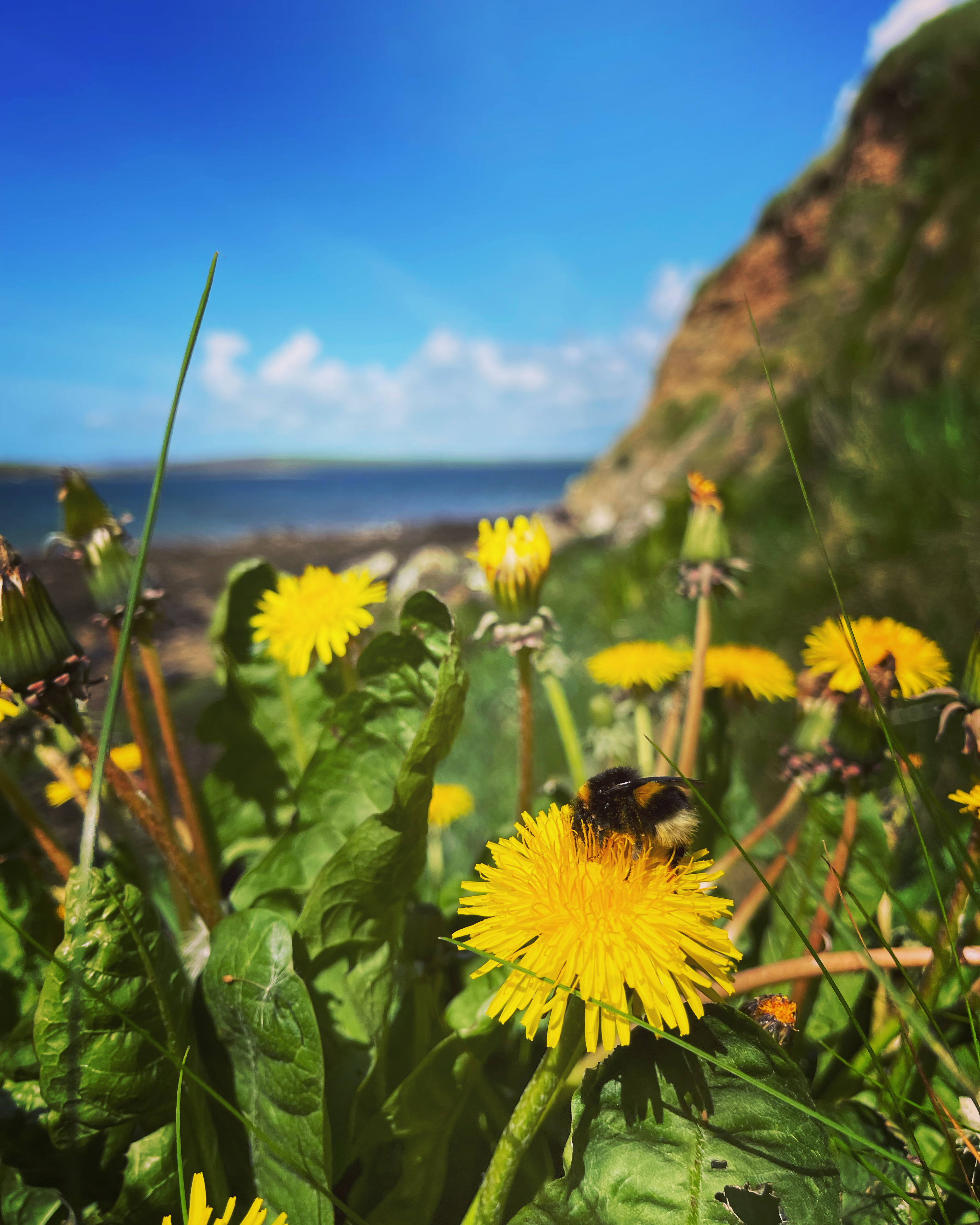 Dandelion on the bay