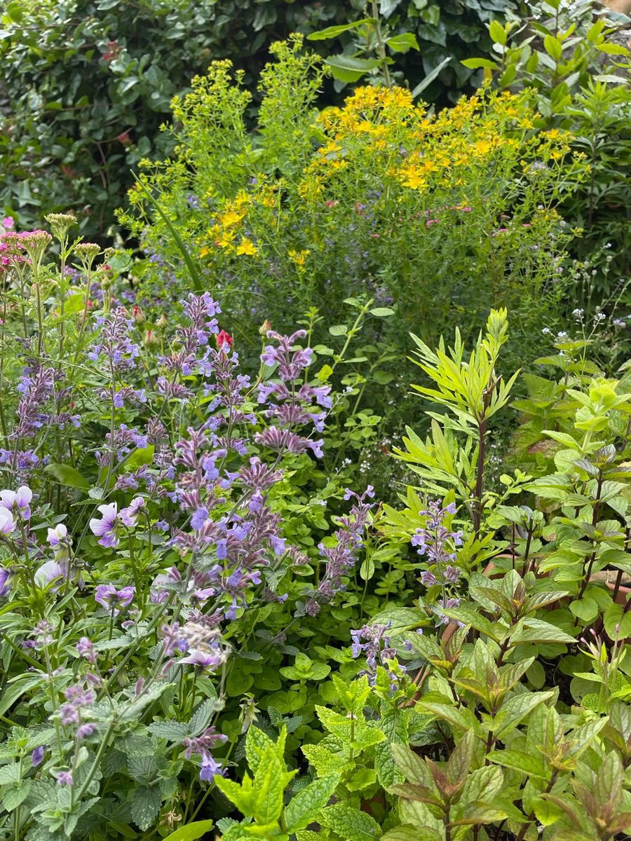 Herbs growing in the apothecary garden