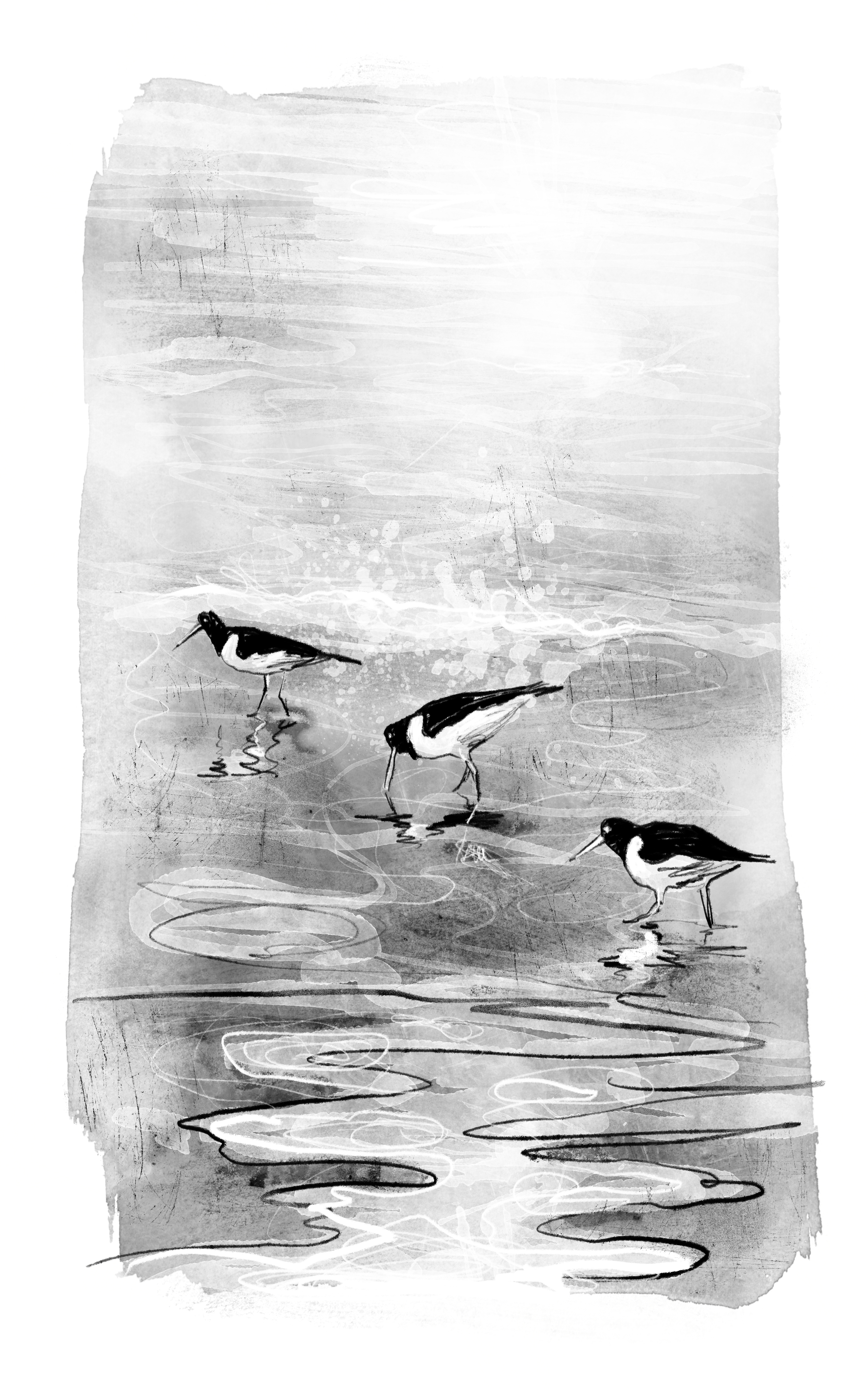 Birds — illustration by Adam Clarke