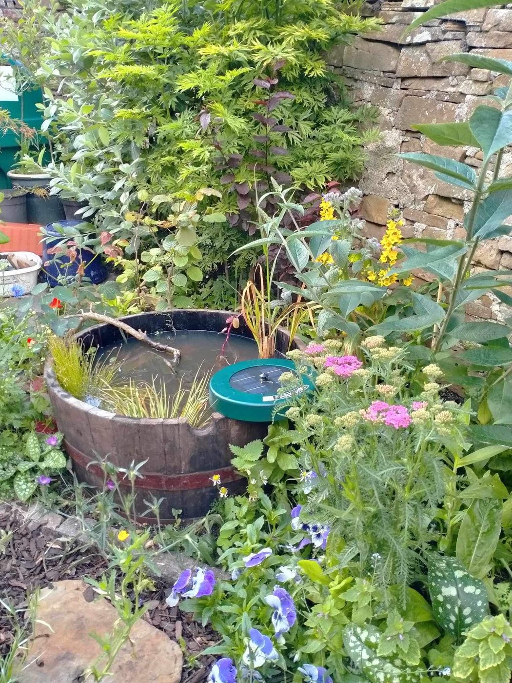 The barrel pond in summer