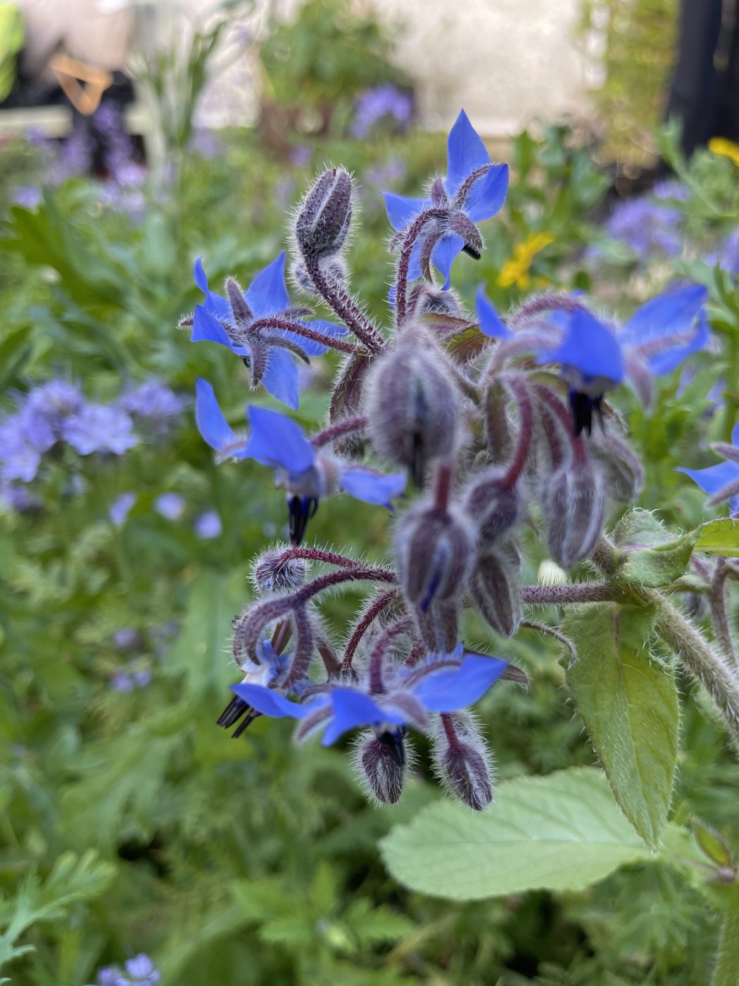 Borage in flower