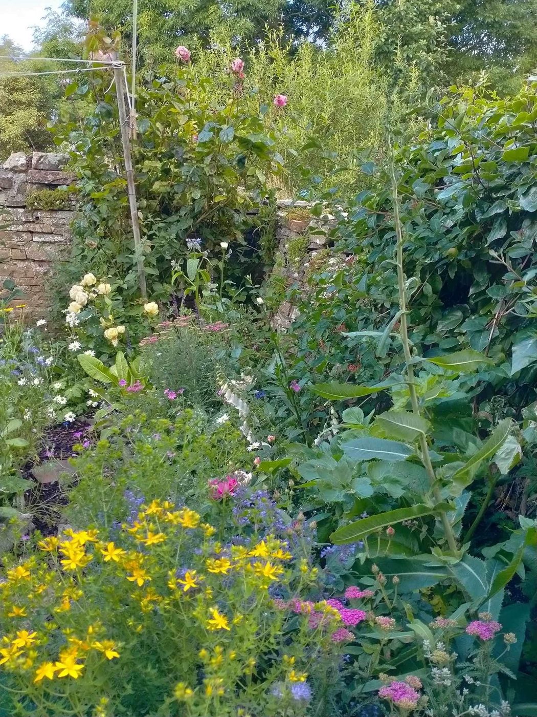 The garden in full summer bloom