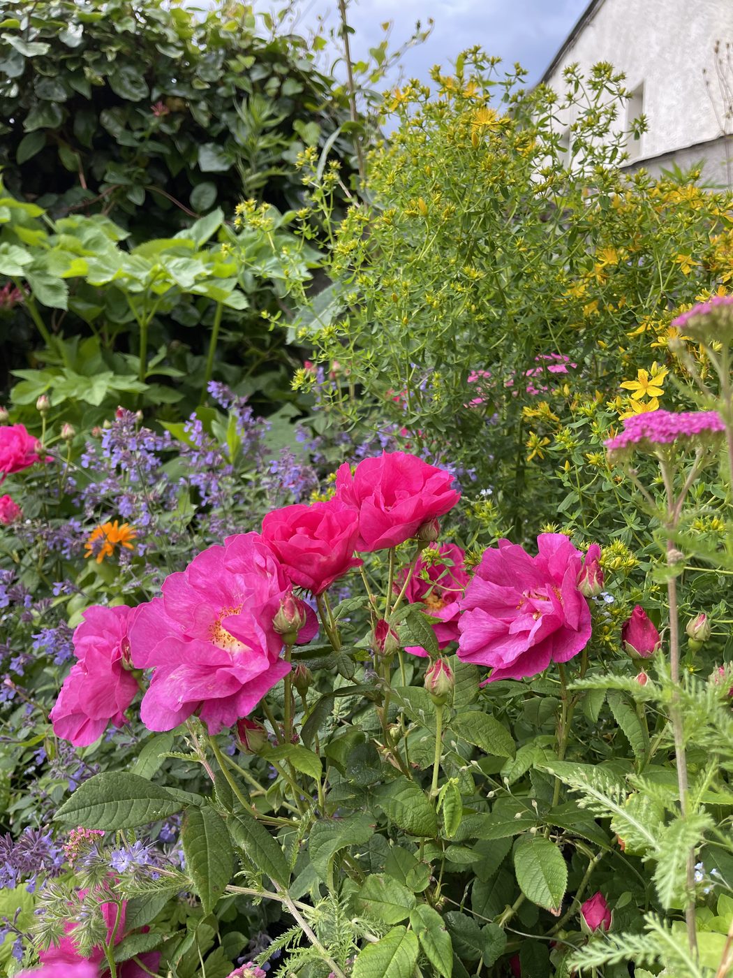 Deep pink roses