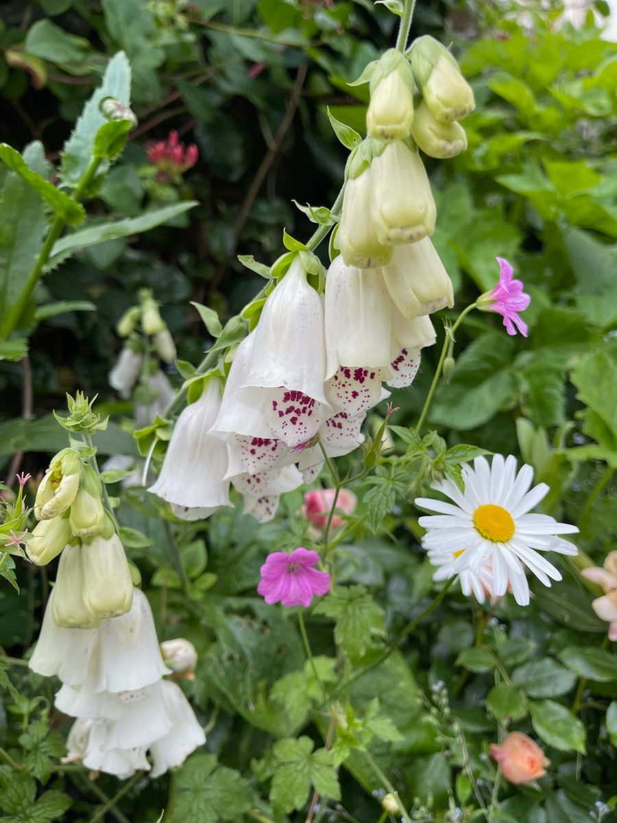 Foraged flowers and herbs