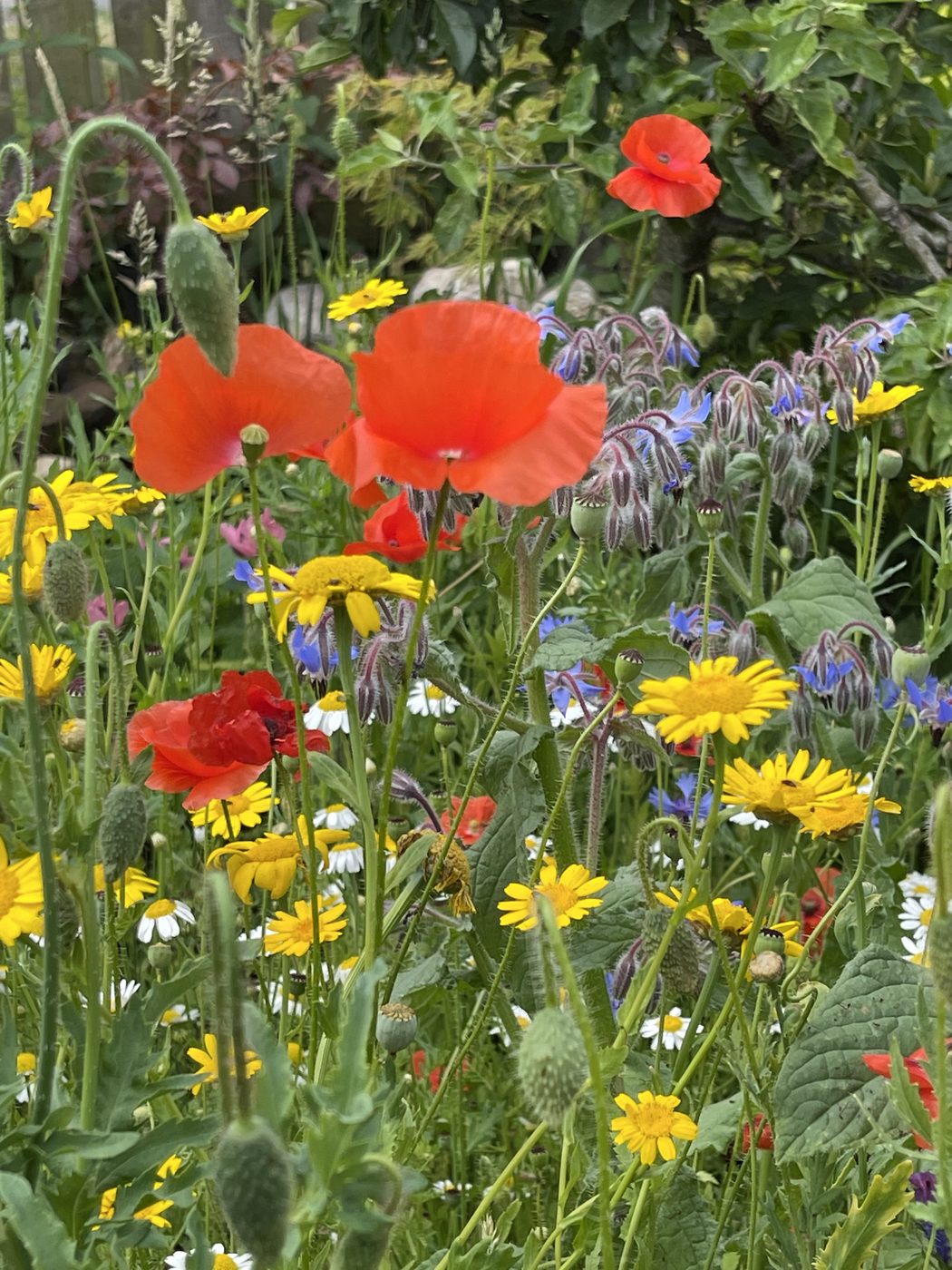Poppies and borage
