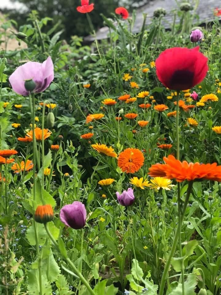 Poppies and calendula in bloom
