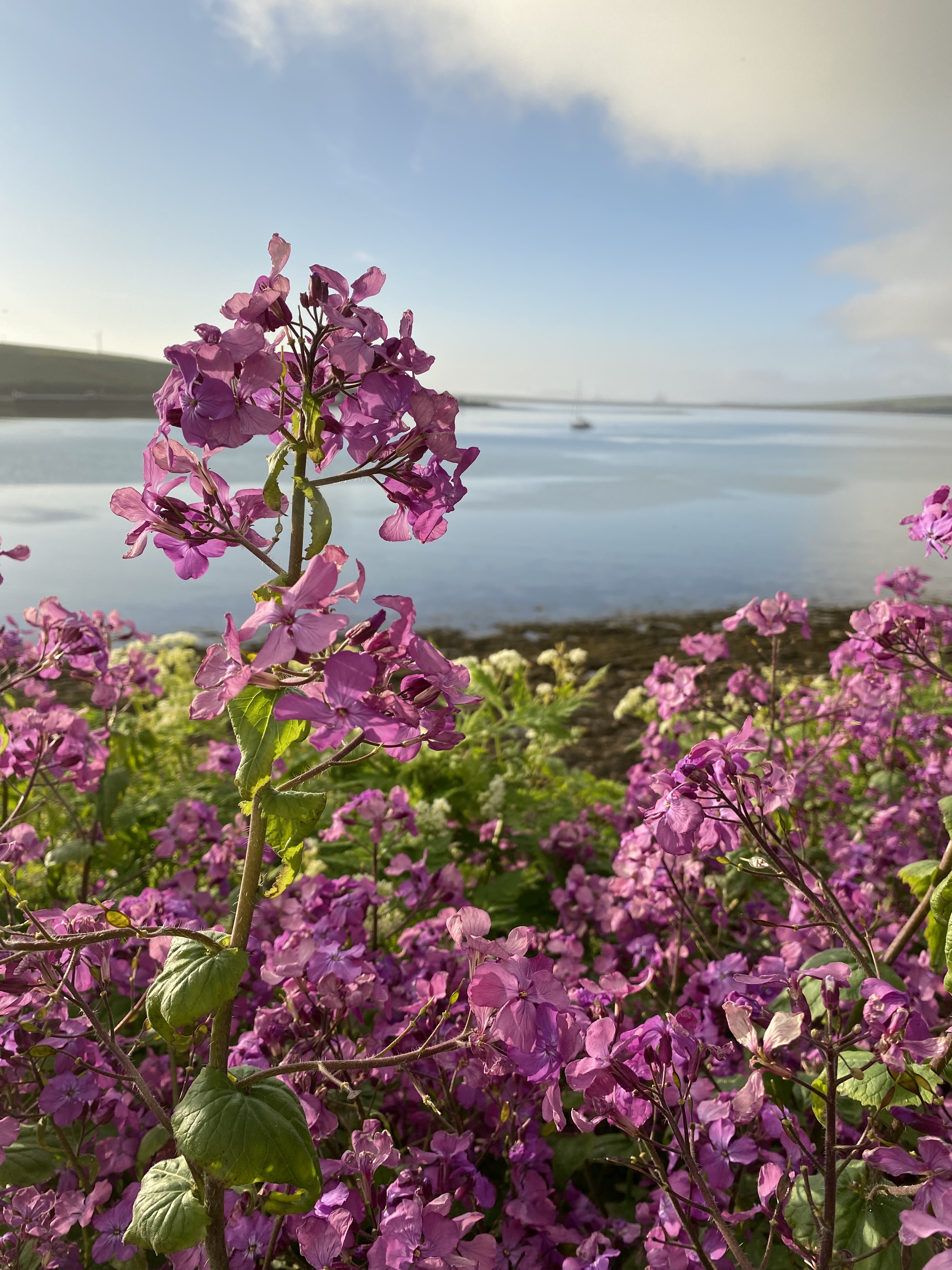 Wildflowers over the bay, Orkney